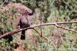 Cape Bulbul