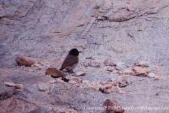 Black-fronted Bulbul
