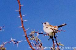 Kalahari Scrub-Robin
