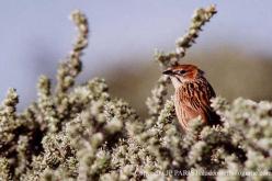 Cape Grassbird