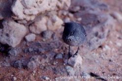 Rufous-vented Warbler