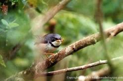 Bar-throated Apalis