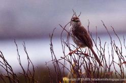 Karoo Prinia