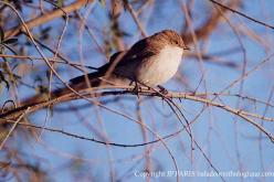 Mariqua Flycatcher