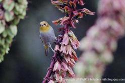 Cape White-eye