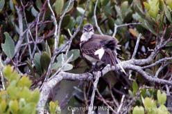 Cape Wagtail
