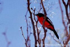 Crimson-breasted Gonolek