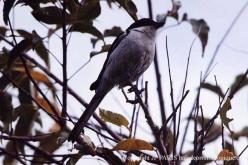 Southern Fiscal