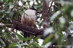 Southern Boubou