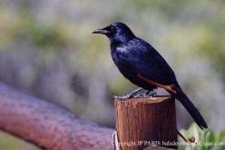 Red-winged Starling