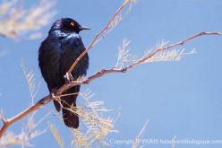 Cape Glossy-Starling