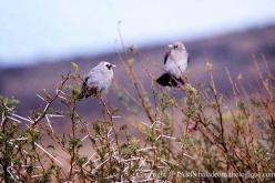Wattled Starling