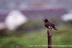African Pied Starling
