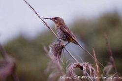 Cape Sugarbird