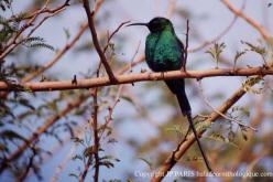 Malachite Sunbird