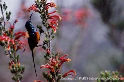 Orange-breasted Sunbird