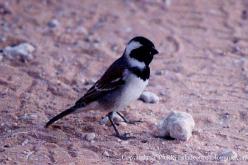 Cape Sparrow