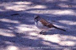 Northern Gray-headed Sparrow