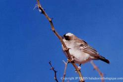 White-browed Sparrow-Weaver
