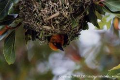 Cape Weaver