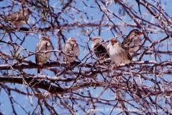 Red-billed Quelea
