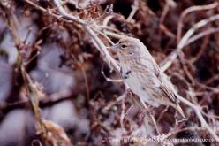 Red Bishop