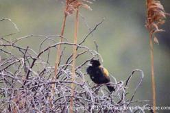 Yellow Bishop