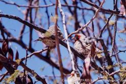 Red-headed Finch