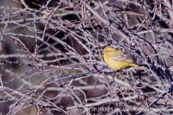 Yellow Canary
