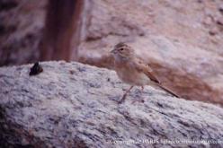 Lark-like Bunting