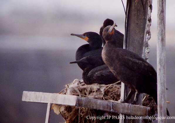 Phalacrocorax capensis