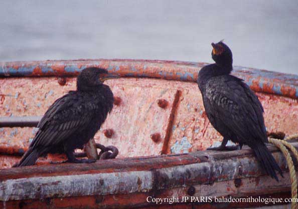 Phalacrocorax coronatus