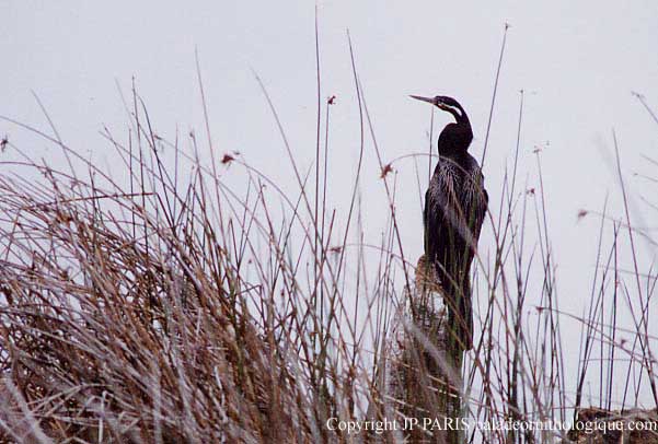 Anhinga rufa