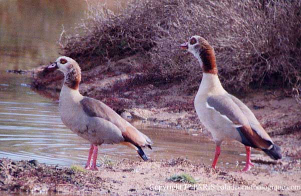 Alopochen aegyptiaca