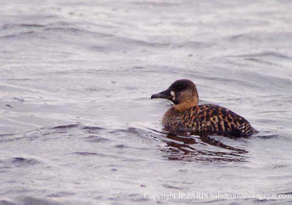 Thalassornis leuconotus