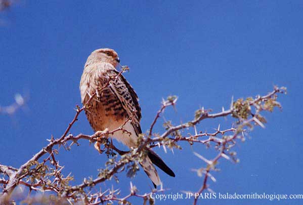 Falco rupicoloides