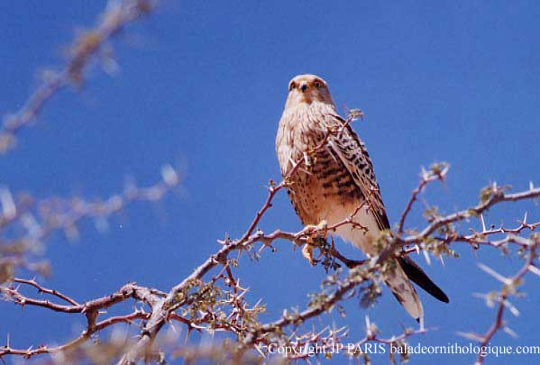 Falco rupicoloides
