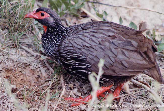 Francolinus afer