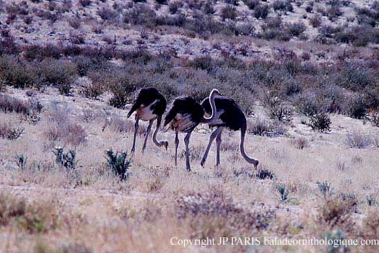 Struthio camelus