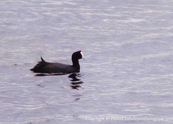 Fulica cristata