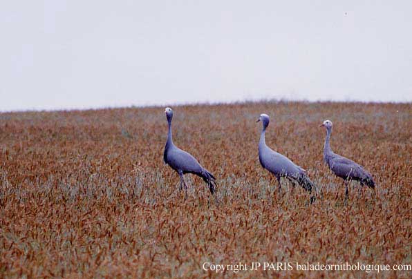Anthropoides paradiseus