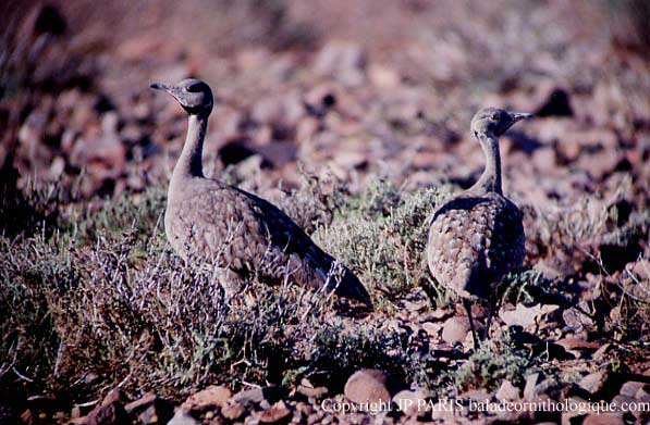 Eupodotis vigorsii