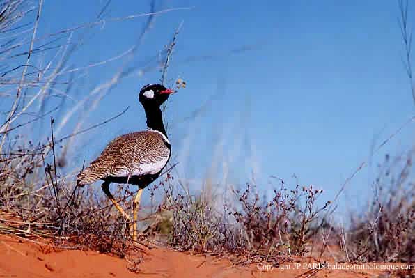 Eupodotis afraoides