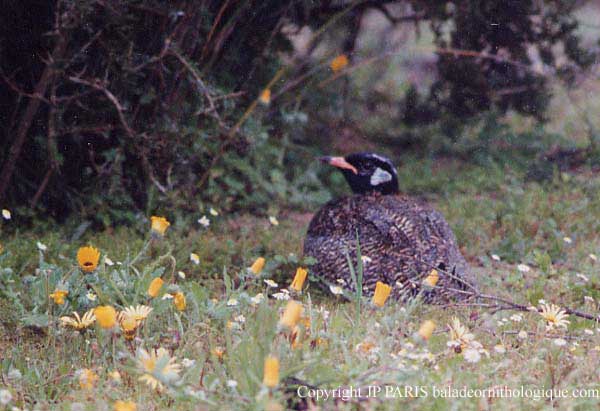 Eupodotis afra