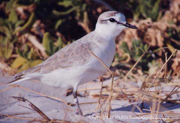 Charadrius marginatus