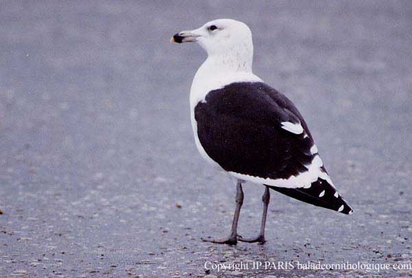 Larus dominicanus