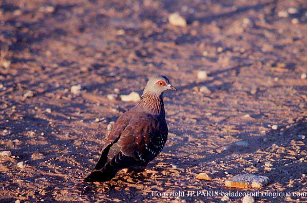 Columba guinea