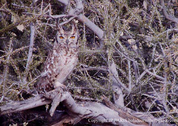 Bubo africanus