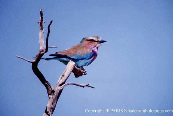 Coracias caudatus
