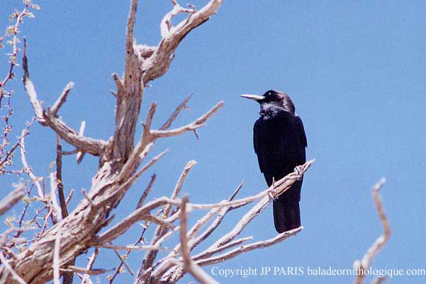 Corvus capensis